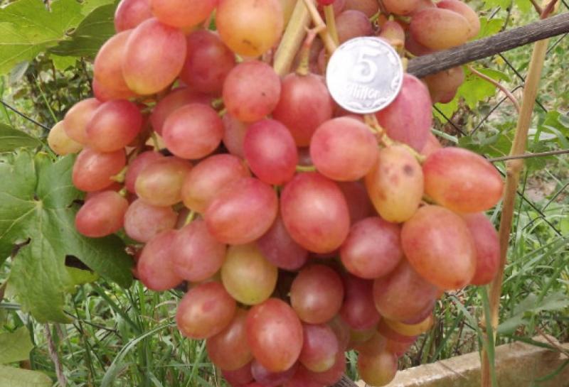smaak kenmerkend voor rumba-druiven