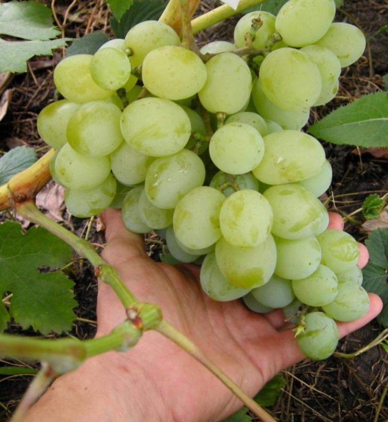 foto di descrizione della varietà della mascotte dell'uva