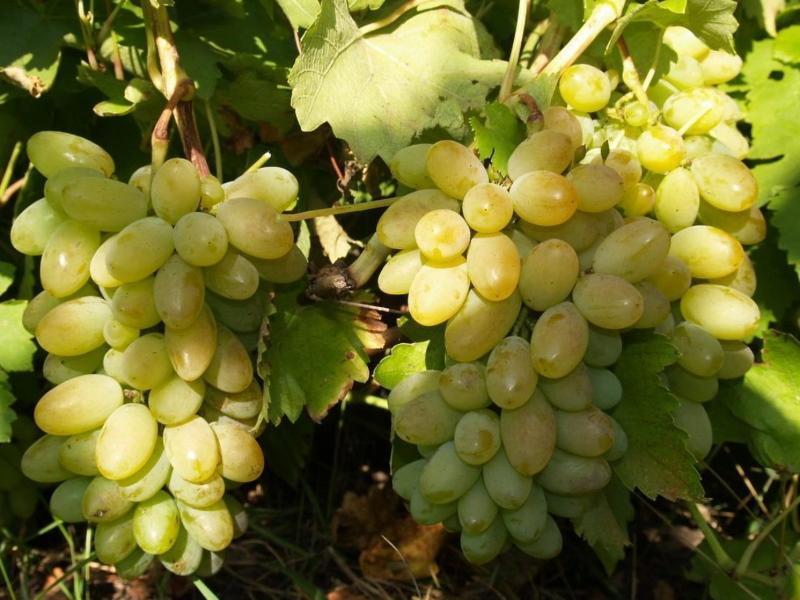 Descrição da variedade de uva Timur