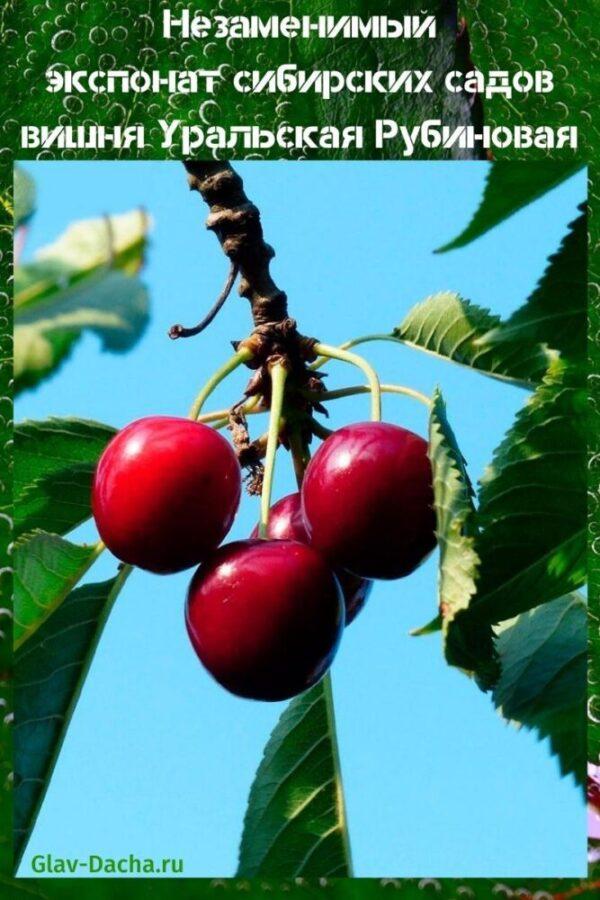 Ural Ruby cherry