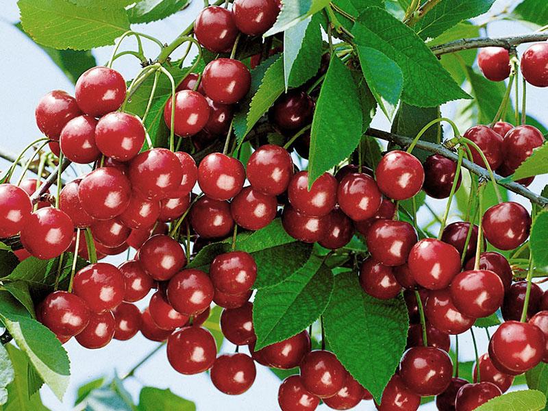 gyümölcsös cseresznye Urali rubin
