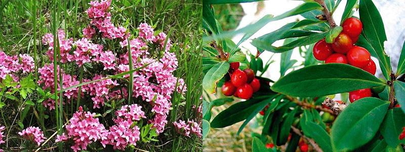 floració i fruits de wolfberry