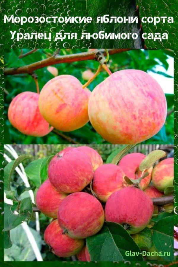 Uralets Apfelbäume
