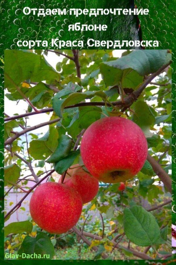 beleza da macieira de sverdlovsk