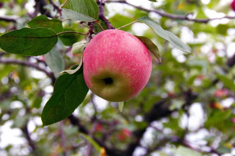 die Frucht des Apfelbaumes die Schönheit von Swerdlowsk