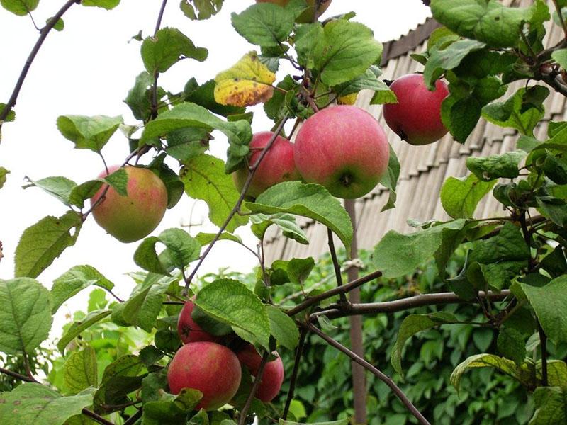 maçãs amadurecem