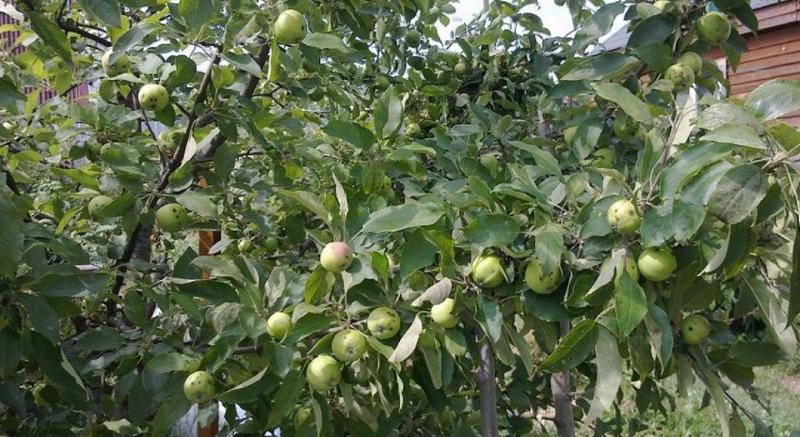 mantet iz stabla jabuke