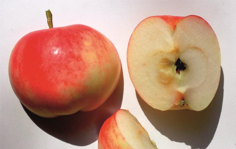Plod jabuke mantet