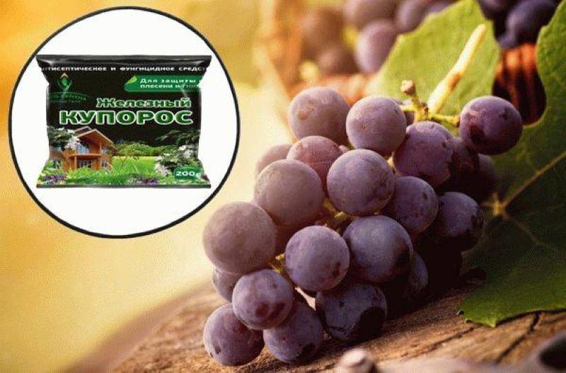por que você precisa processar uvas com sulfato de ferro