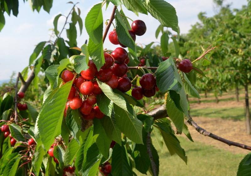 cherry osudzh popis recenzí fotografií odrůdy