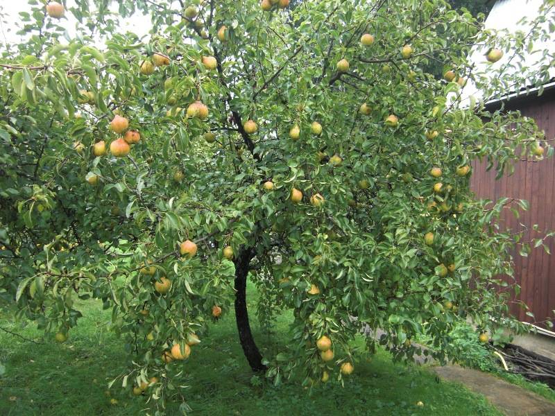 Belarusian pear tree