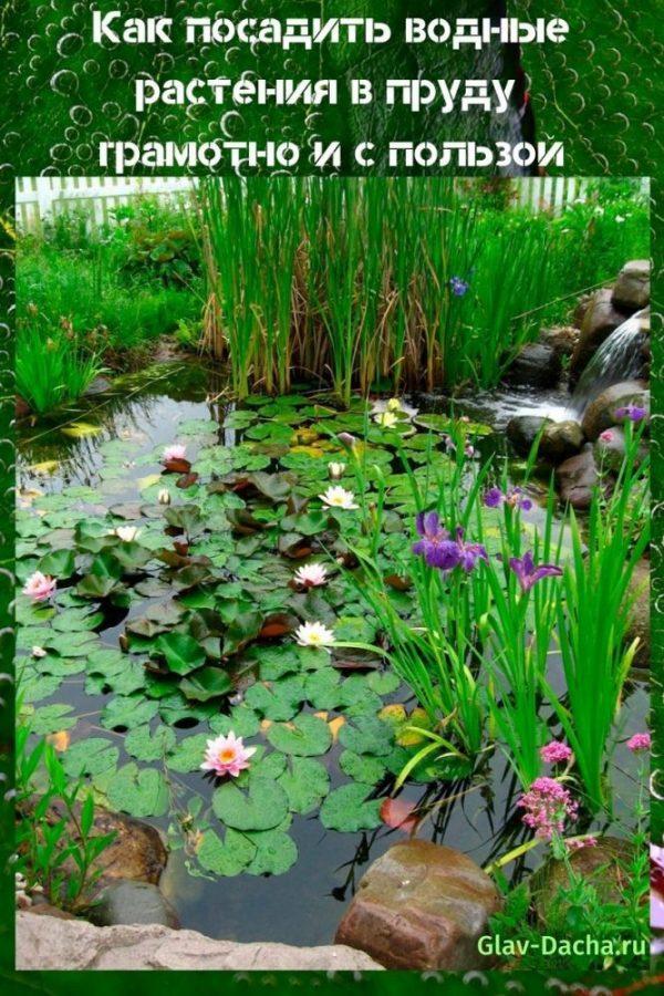 how to plant aquatic plants in a pond