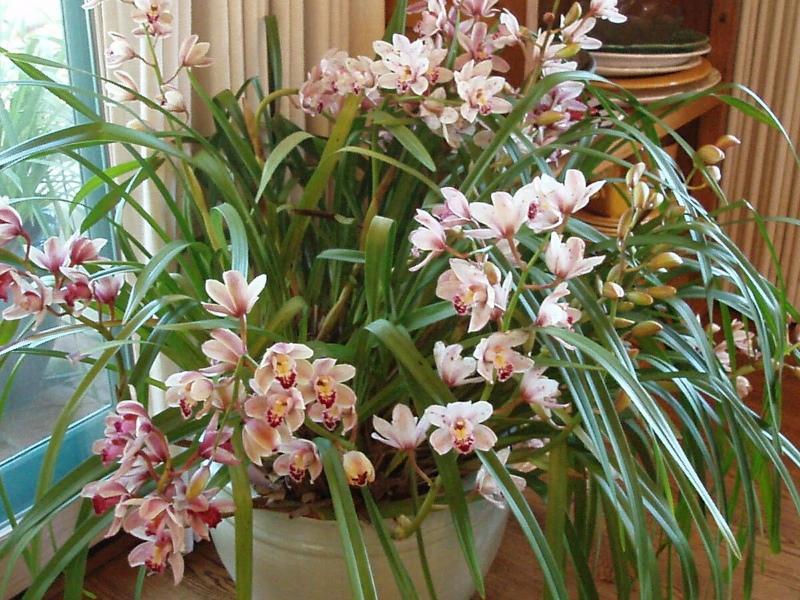 cuidados domiciliares de orquídea cymbidium