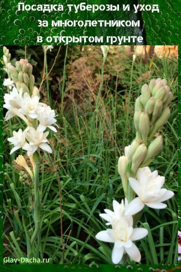 planting tuberose and care in the open field