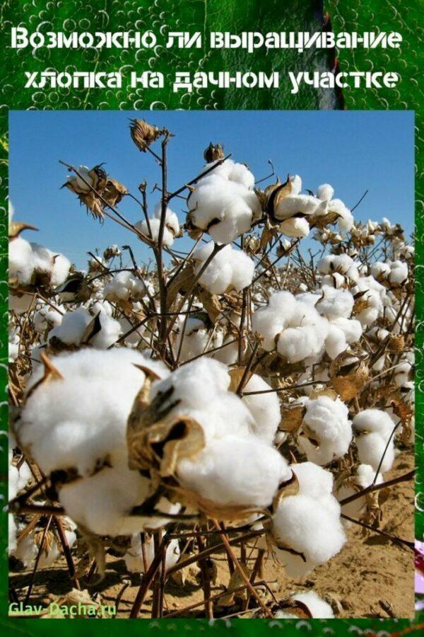 pěstování bavlny