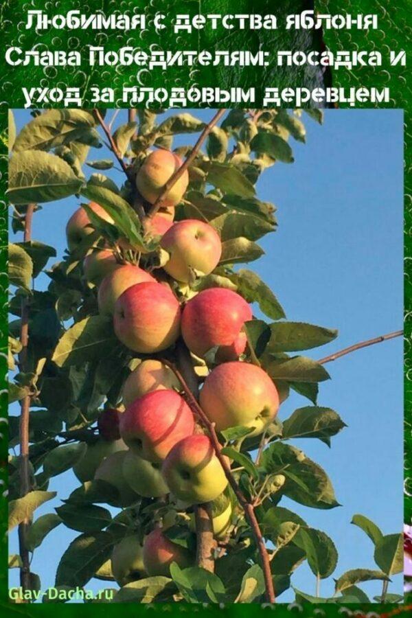 stablo jabuke Slava pobjednicima sadnja i njega