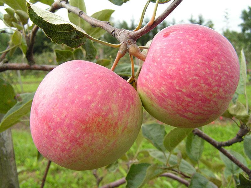 odmiana jabłek w połowie sezonu