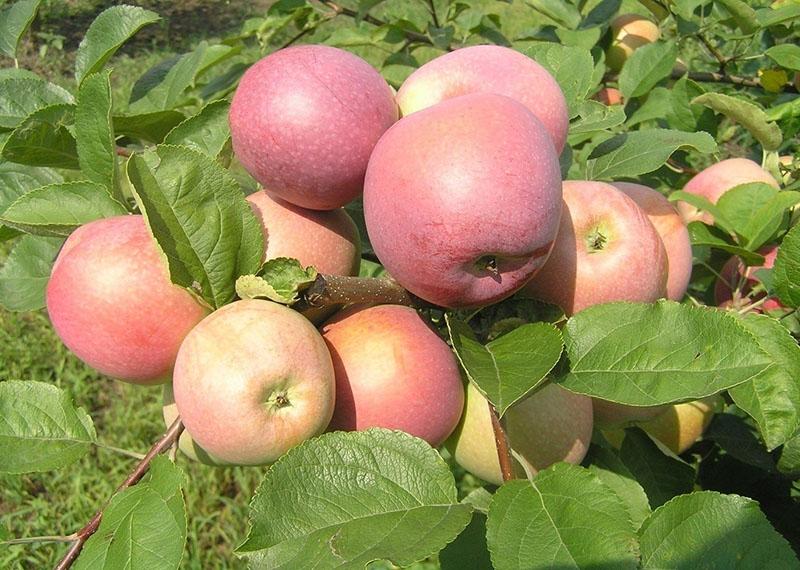 berbuah pokok epal dari pelbagai pemenang Slava