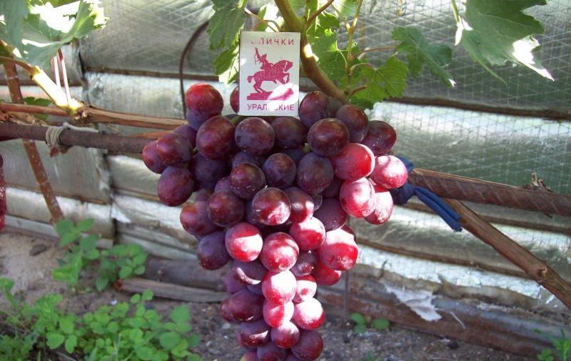 foto da descrição da variedade da uva amanhecer