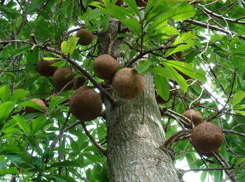 pěstování para ořechů