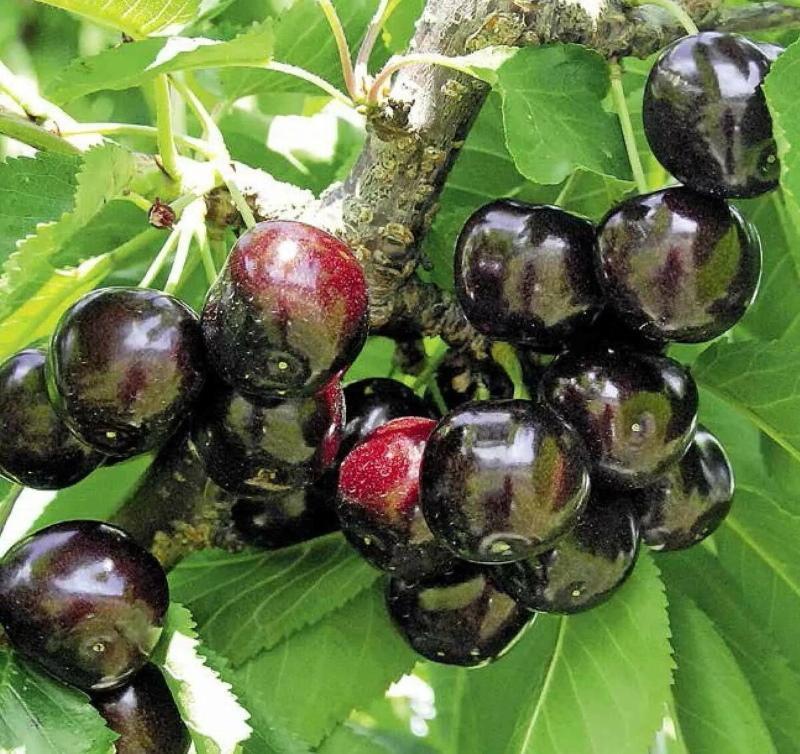 juoda dyber vyšnių aprašymo nuotrauka