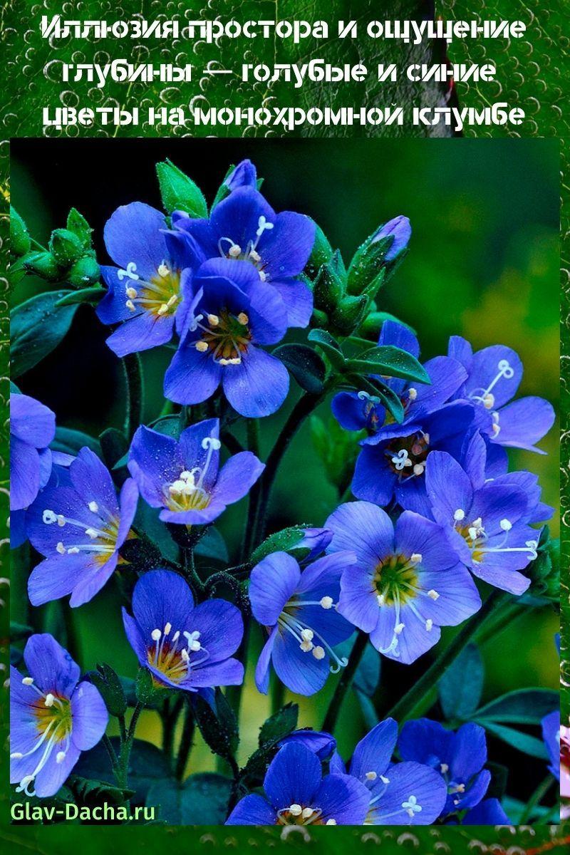 blå og blå blomster