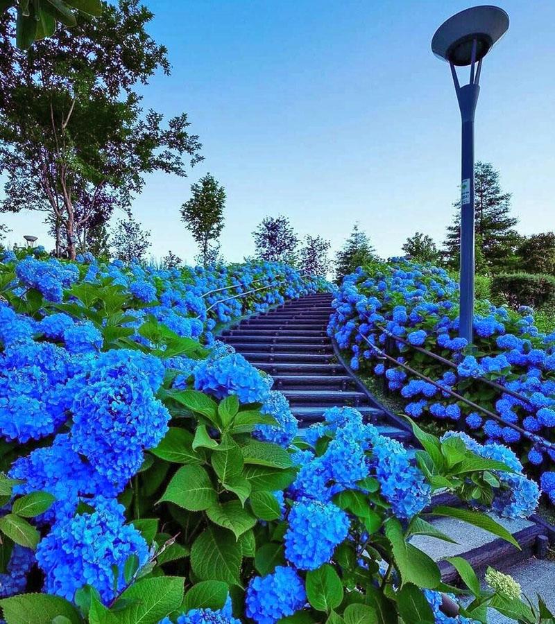 sinisiä ja sinisiä kukkia maisemasuunnittelussa