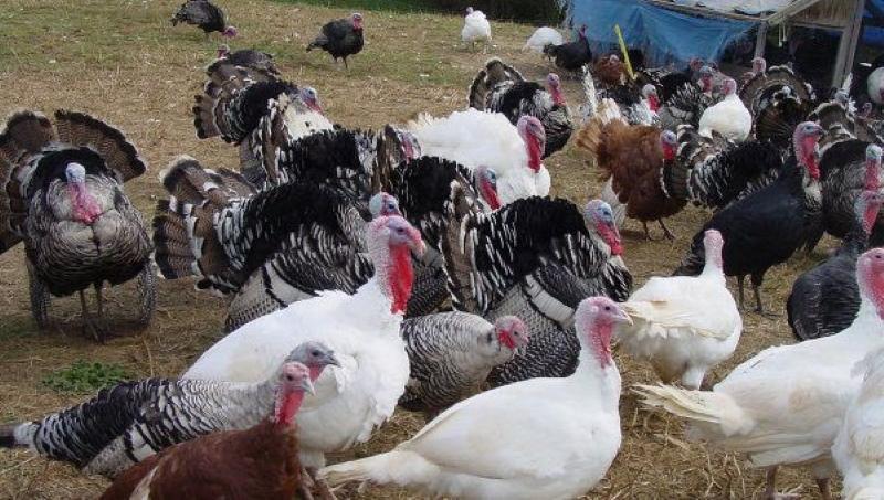 turkeys breeding and keeping at home
