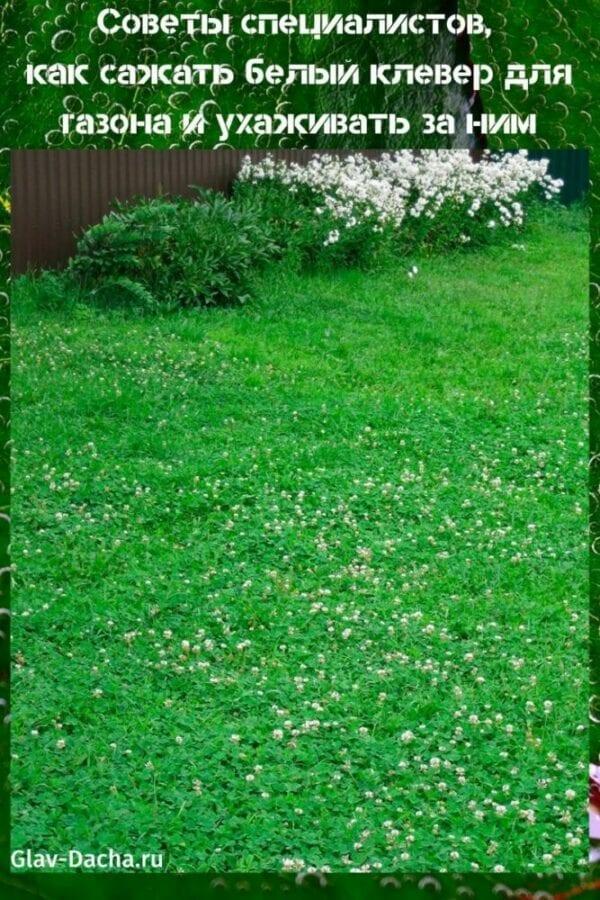 how to plant white clover for lawn