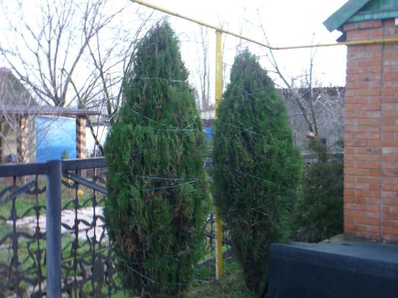 thuja circulaire omsnoering