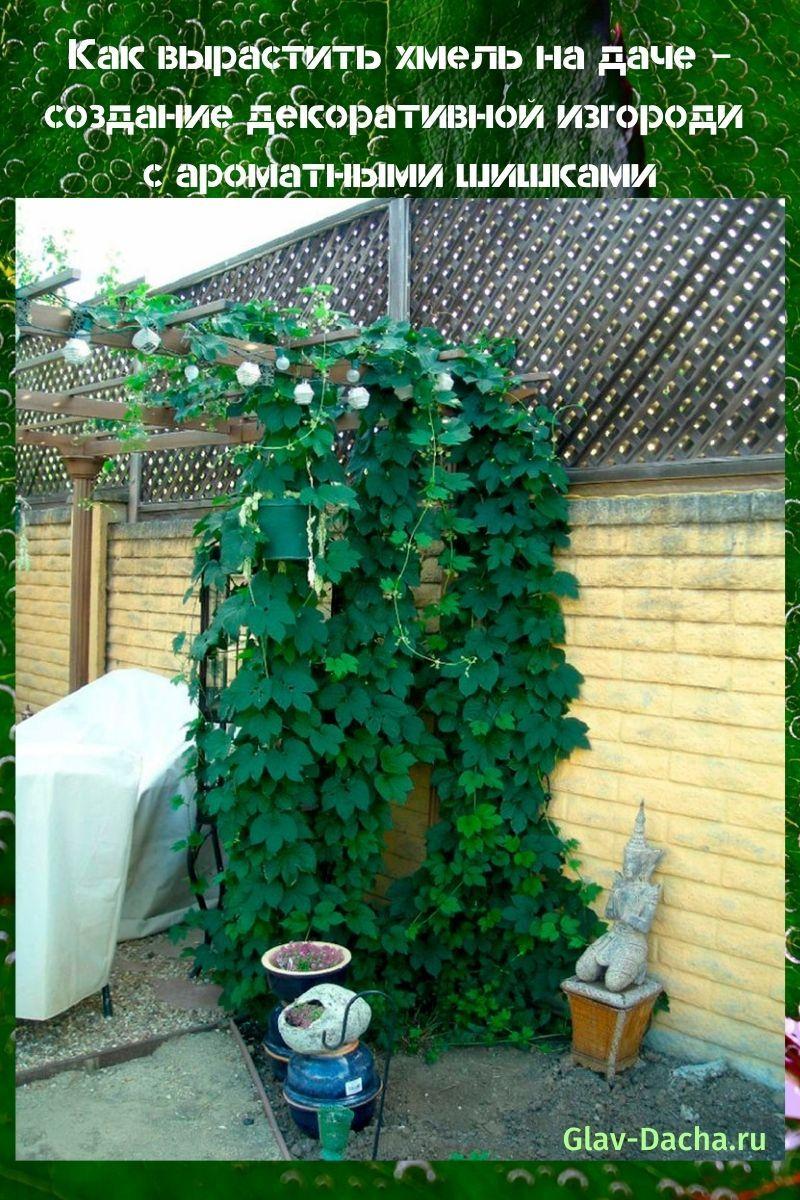 how to grow hops in the country