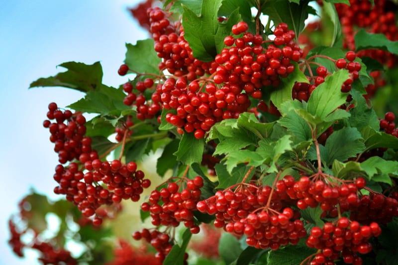 benefícios e danos do viburnum berry red