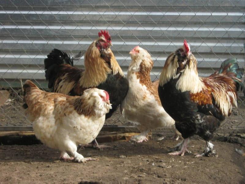 Hühner Faverol