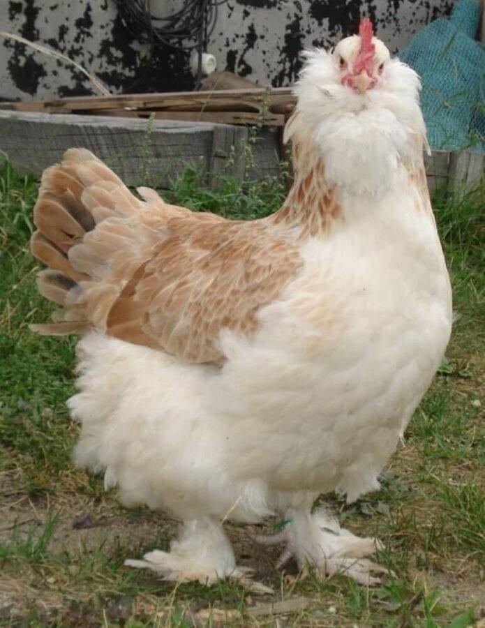 beskrivning av rasen av kycklingar faverol