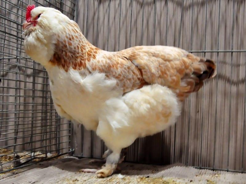 فافيروليز دجاج السلمون