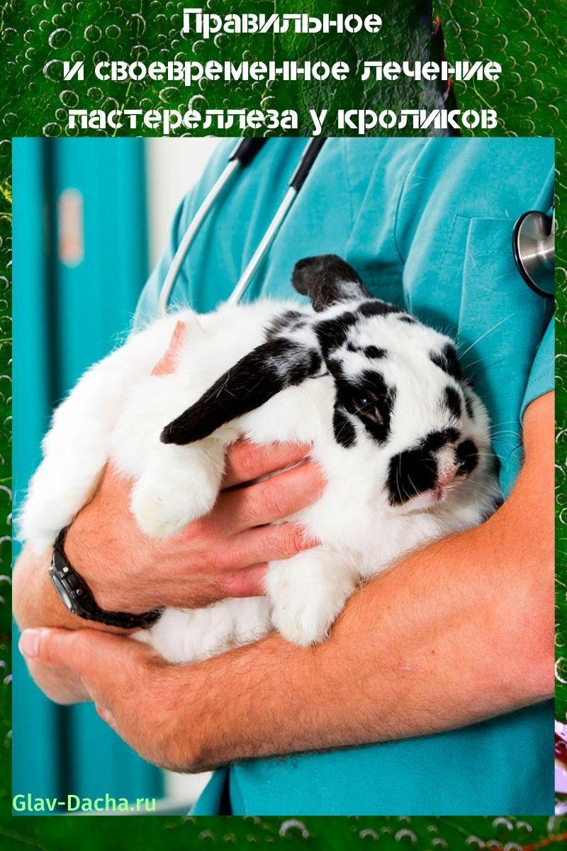טיפול בפסטורלוזיס בארנבות