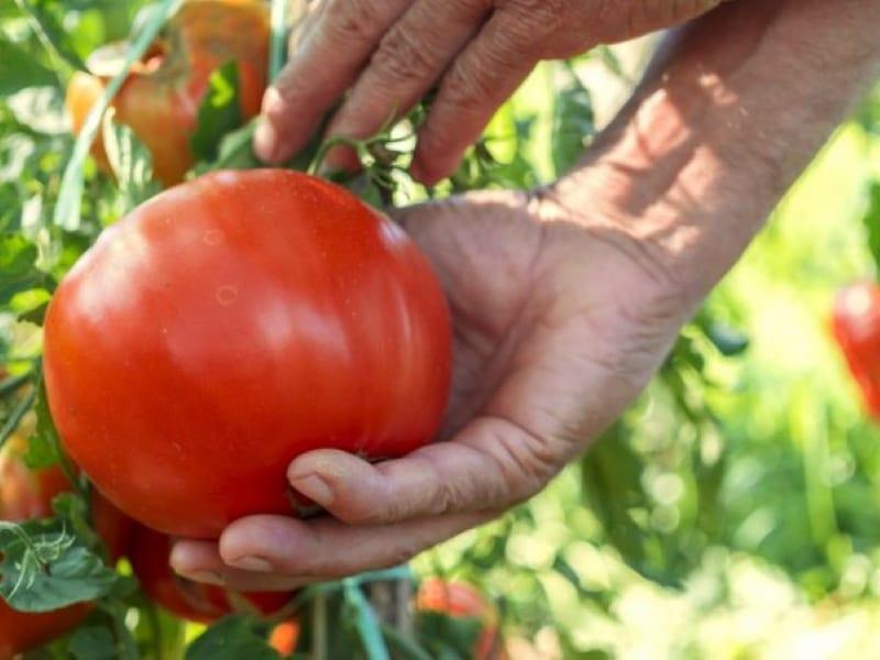 de bästa sorterna av tomater för sibirien