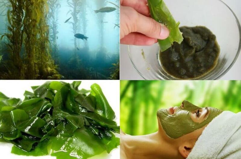 propriedades úteis de algas