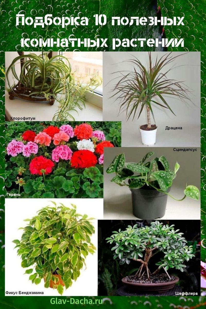полезни стайни растения