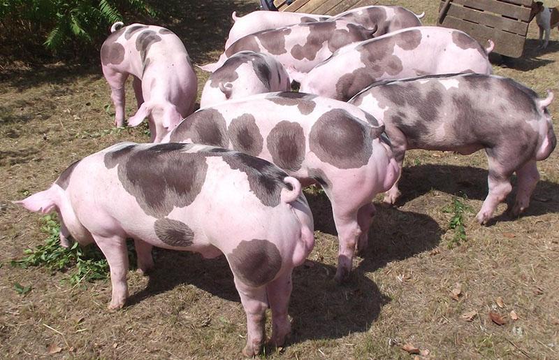 Pietrain varkensras op de binnenplaats