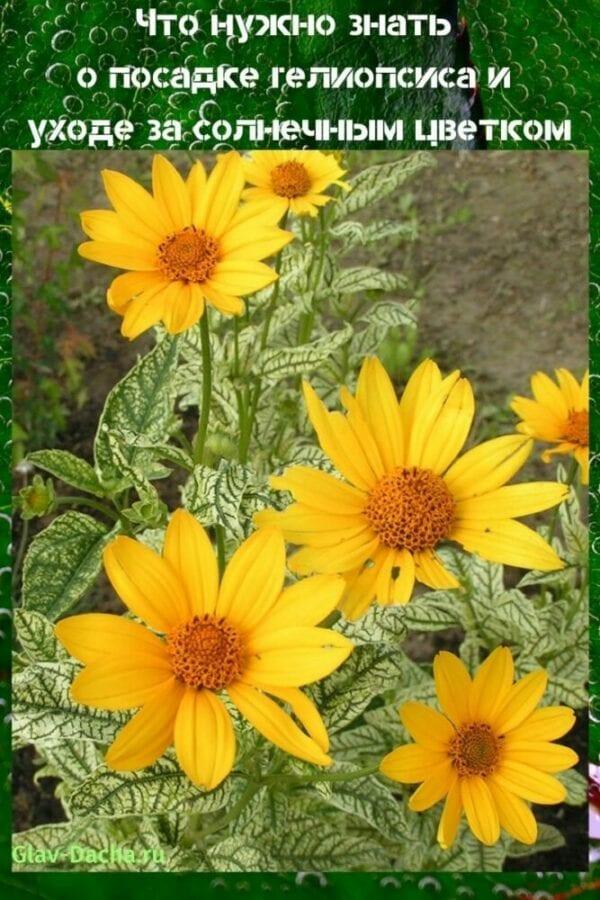 heliopsis planting and care