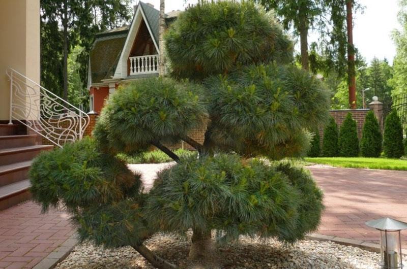 Weymouth pine di halaman