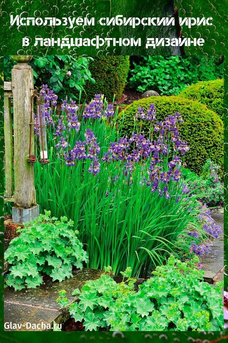 Sibiřská iris v krajinářském designu