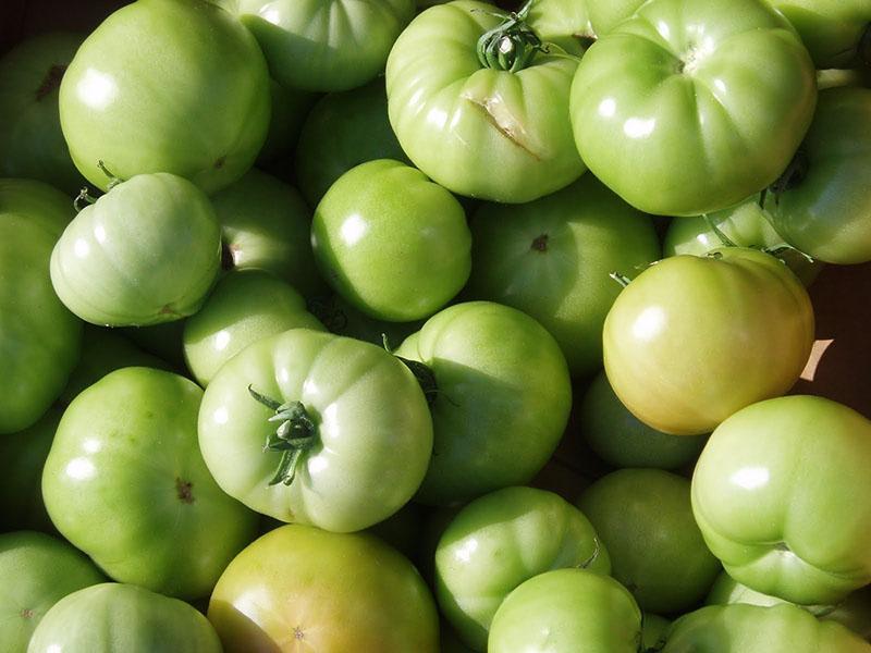 grønne tomater