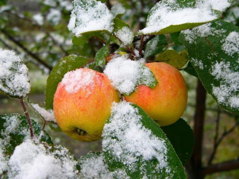 pozdní odrůdy jablek s fotografií a jménem