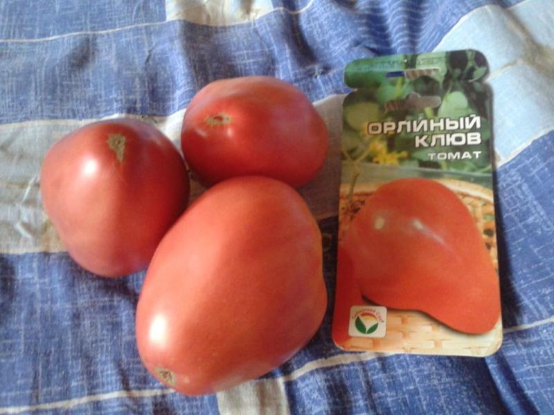 Tomate aigle bec commentaires photo