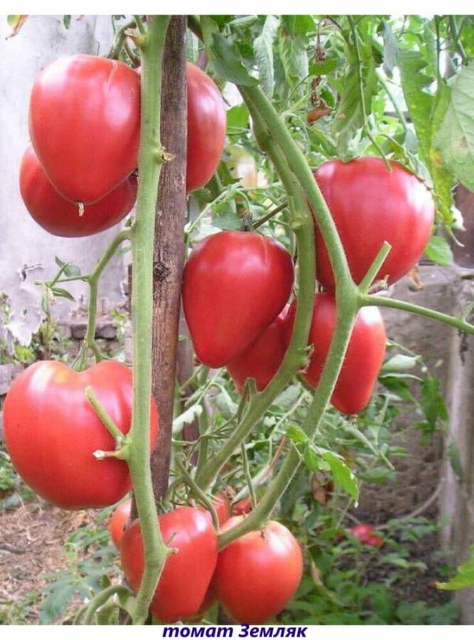 homem do campo do tomate