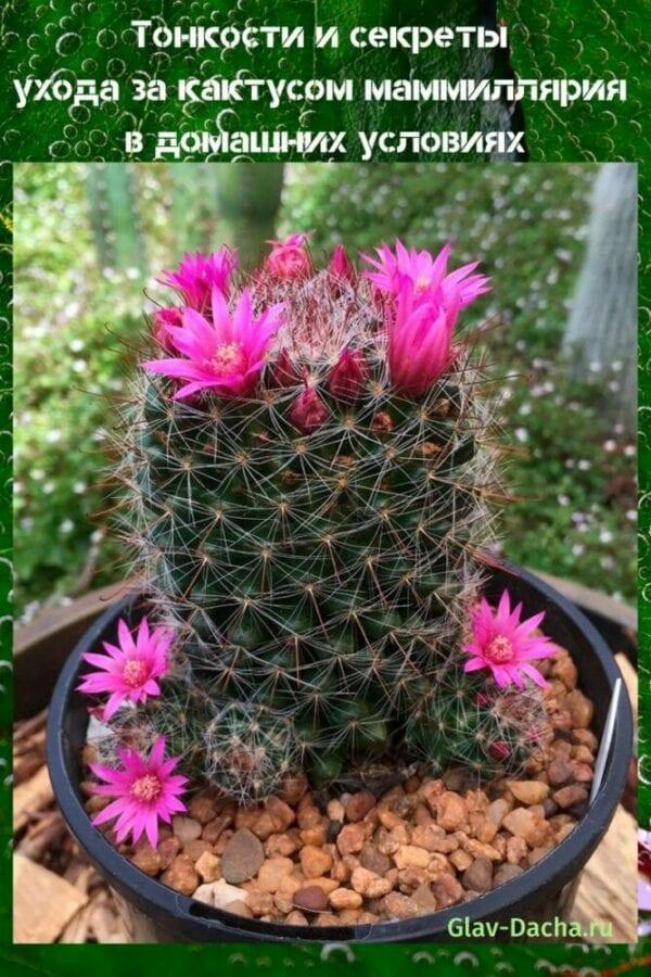 caring for a mammillaria cactus at home