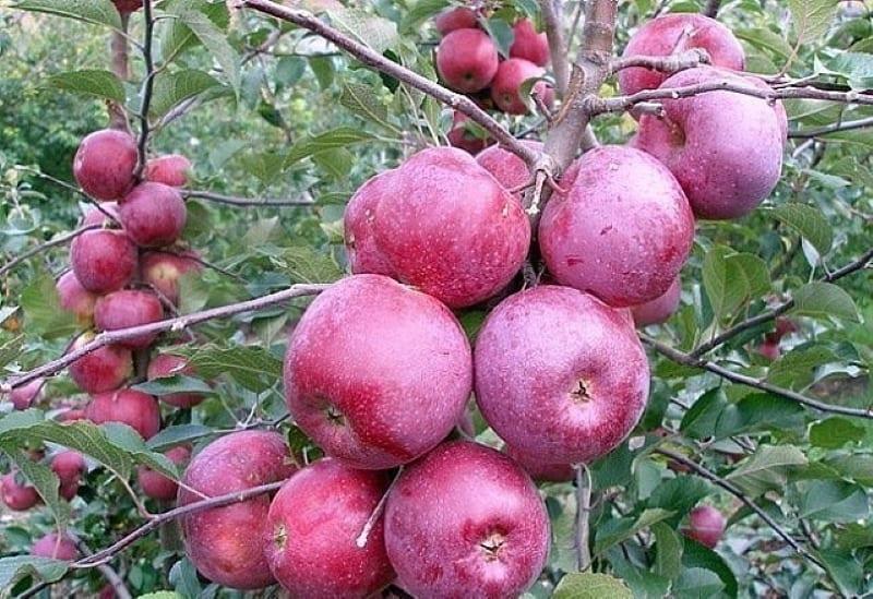 kinds of winter apples