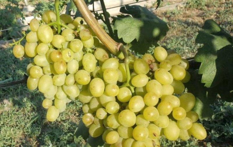 Описание на сорта грозде Galahad